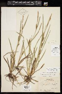 Carex microdonta image