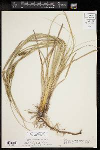 Carex hyalinolepis image