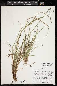 Carex edwardsiana image