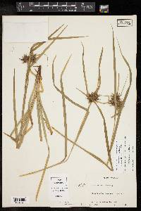 Carex intumescens var. intumescens image