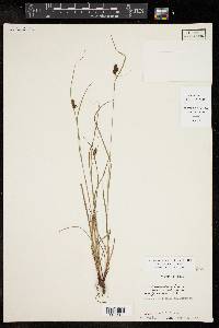 Carex caroliniana image