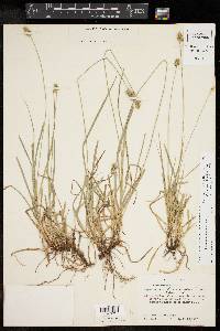 Carex perdentata image