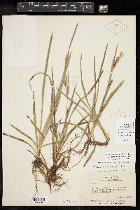 Carex microdonta image