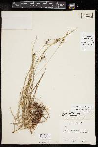 Carex complanata image