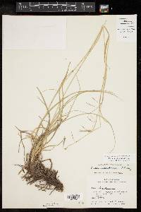 Carex cherokeensis image