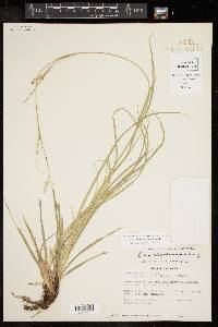 Carex cherokeensis image