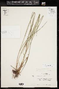 Scleria ciliata image