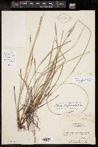 Scleria triglomerata image