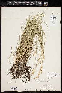Carex reniformis image