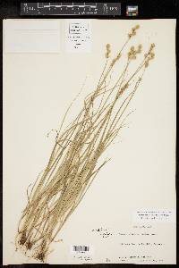 Carex reniformis image