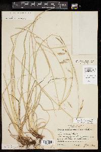 Carex cherokeensis image