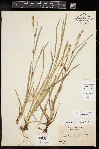 Carex microdonta image