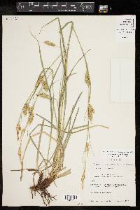 Carex cherokeensis image