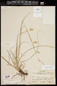 Carex cherokeensis image