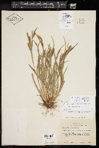 Carex flaccosperma image