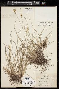 Carex planostachys image