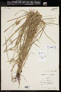 Scleria reticularis image