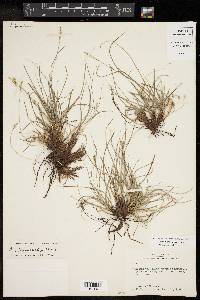 Carex planostachys image