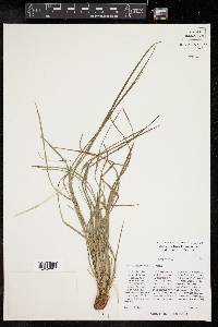 Carex edwardsiana image