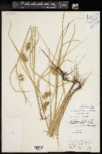 Carex louisianica image