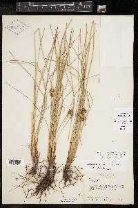 Fimbristylis castanea image