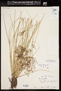 Fimbristylis littoralis image