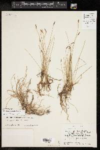 Eleocharis parishii image