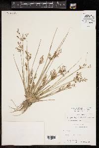 Fimbristylis littoralis image