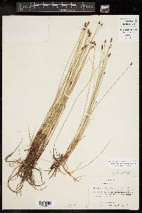 Eleocharis montevidensis image