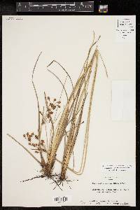 Fimbristylis castanea image