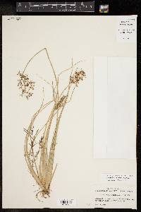 Fimbristylis littoralis image