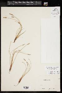 Eleocharis macrostachya image