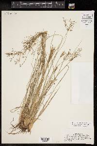 Fimbristylis littoralis image