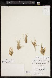 Eleocharis geniculata image