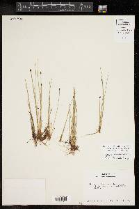 Eleocharis montevidensis image