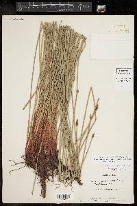 Eleocharis montana image