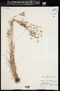 Fimbristylis annua image