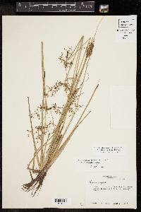 Fimbristylis littoralis image