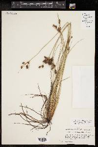 Fimbristylis castanea image