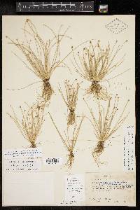 Eleocharis geniculata image