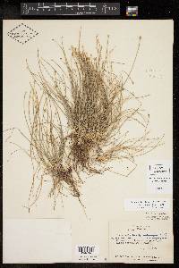 Eleocharis montevidensis image