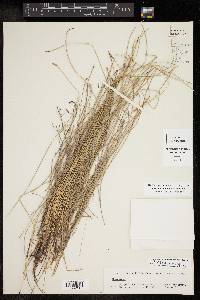 Eleocharis montevidensis image