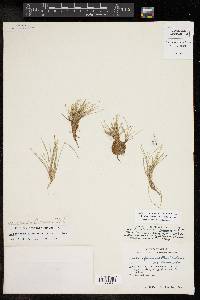 Eleocharis flavescens image