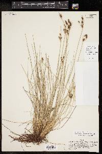 Fimbristylis castanea image