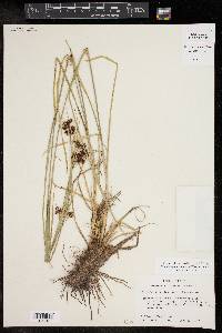 Rhynchospora globularis image