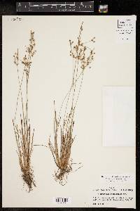 Fimbristylis decipiens image