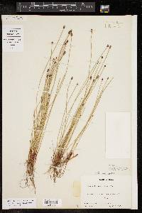 Eleocharis montevidensis image