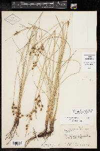 Fimbristylis castanea image