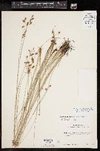 Fimbristylis puberula image