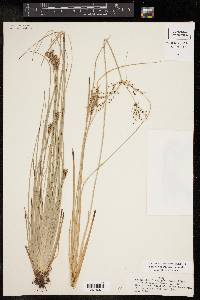 Fimbristylis littoralis image